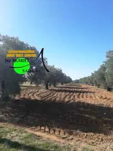 Terrain Agricole 3006M²,Planté 40 Oliviers Situé à #Sidi Bouali 