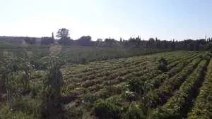 Terrain agricole à tazarka 