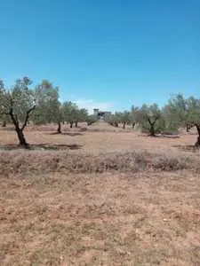 terrain à vendre à titre foncier à1km de la gare de sidi bou ali