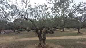 15 arbres oliviers âgé de 40 ans a enlever a grombalia prix a débattre 95849550