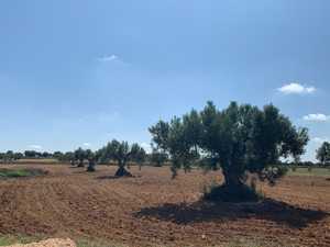 Terrain agricole d'oliviers ,Bir Mellouli