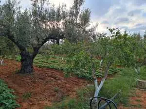  belle ferme à kalaa kebira bourra