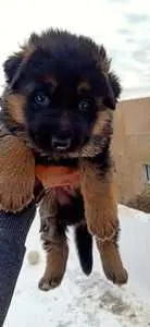 femelle chiot berger allemand