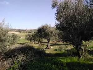 Terrain de 300 m2 sur les hauteurs de l mnihla côté jardin del manzah 