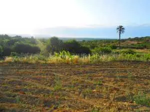 Terrain 600 m2 rafraf