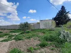 Ferme olives et amande au bord de route