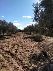 Terrain agricole à vendre sousse