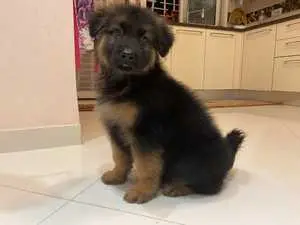 À vendre couple berger allemand age 2 mois et 13 jours￼￼