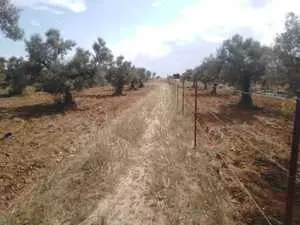 Terrain agricole (Zitoune) à Dar Ezitouna entre Sidi Bo3li / kalaa kbira