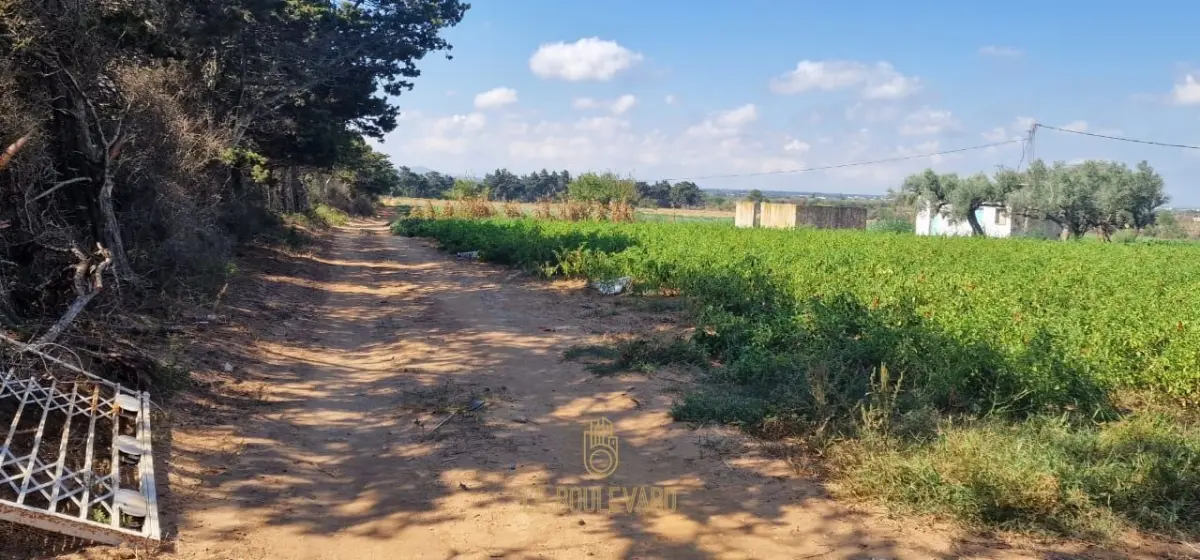 A Vendre Terrain Agricole Situé à Echraf, Al Haouaria, Nabeul