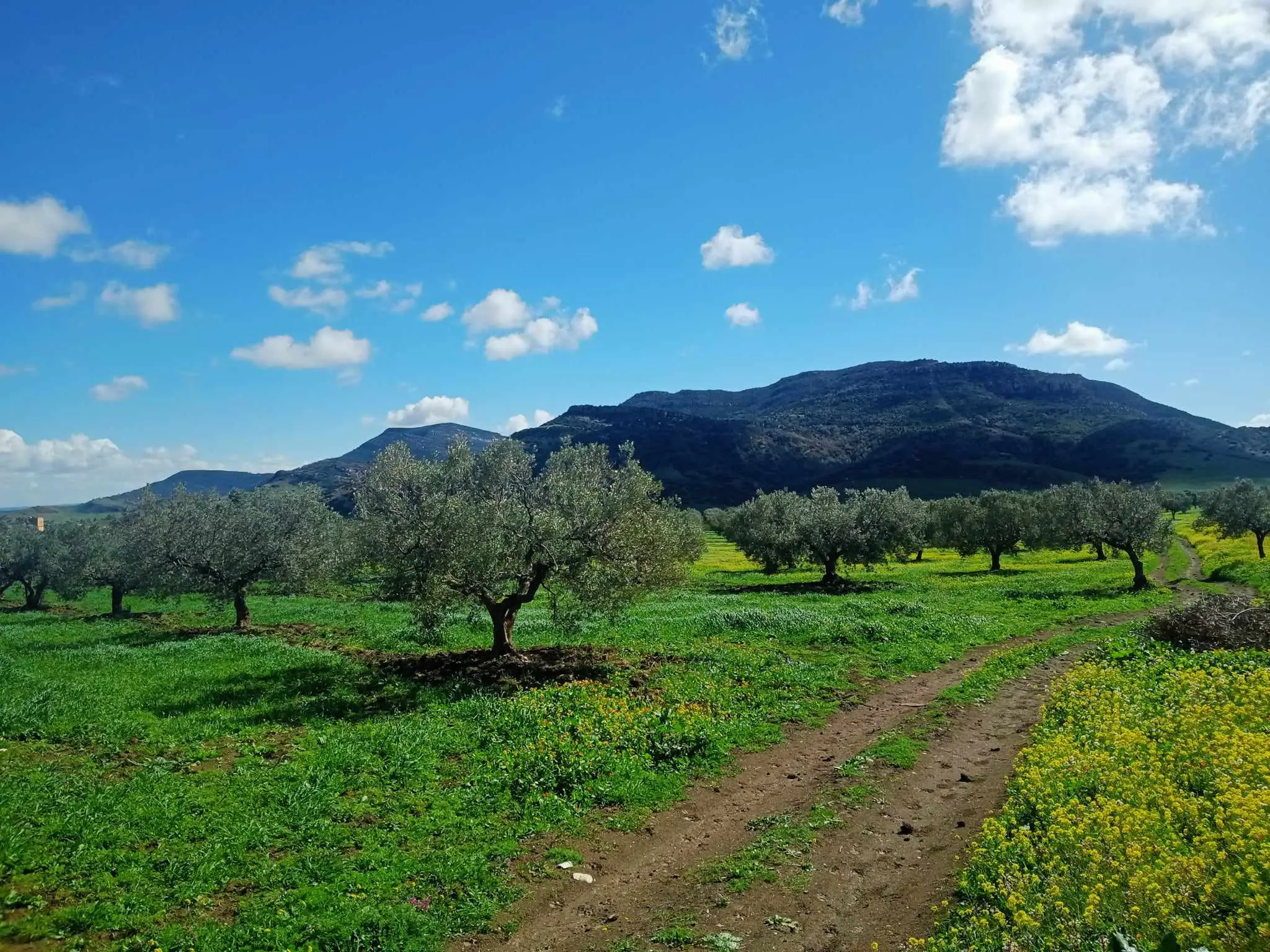 7 hectares  à Grombalia