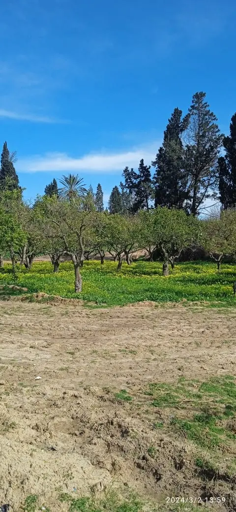 Terrain agricole route de Tunis 