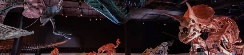 Houston Museum of Natural Science | Charter Bus Services