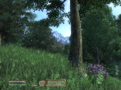 TES IV: Oblivion (tipy a triky)