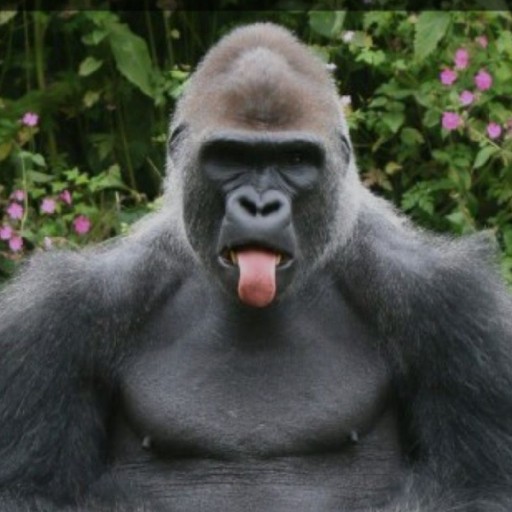 Sivrbakgorilla profile picture