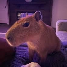 oelbek profile picture