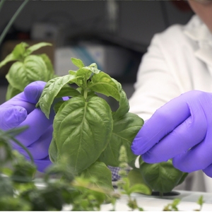 Princeton University Vertical Farming Project