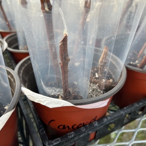 Kennesaw State University (KSU) Food Forest: A Living Learning Lab Advancing High Impact Pedagogy, while Promoting Sustainable Agriculture, Climate Resilience, Food Justice, and Food Security.