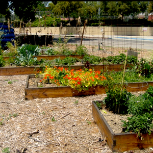 Creating a Healthy, Environmentally Responsible and Socially Just Campus Food System