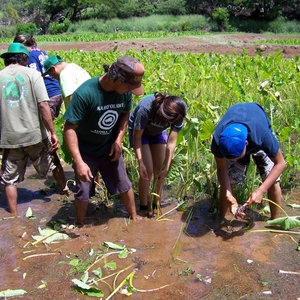 Kaua'i Community College - Ho'ouluwehi: The Sustainable Living Institute of Kaua'i