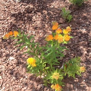 Planting a Colossal Monarch Waystation