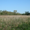 Newark Road Prairie, Beloit, WI