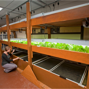 Aquaponic food production as an integrating context for campus sustainability