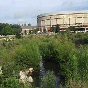 Parkerson Mill Creek restoration after one growing season