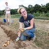 Harvesting potatoes