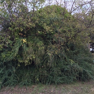 UNT Community Garden