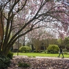 Magnolia x soulangeana, Saucer Magnolia - The George Mason University Arboretum features more than 100 different, signed species of native and non-native trees and shrubs, as well as interpretive gardens. The Arboretum expands the university’s “living lab” offerings and supports formal learning inside and outside the classroom while enriching informal opportunities for learning about trees, horticulture, and environmental stewardship.