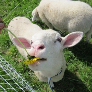 Solar Sheep at Antioch College