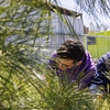 Students examining pine needles at Concordia's 2024 City Nature Challenge