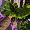 Head of lettuce from the CropKing NFT system