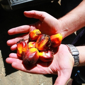University of Costa Rica makes biodiesel from Jack Fruit seed oil