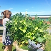 A UNB staff member enjoying produce from the Free Food Planter.