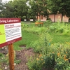 University of Minnesota Living Lab Project: West Bank Community Garden