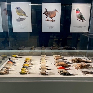 Creating a Bird-friendly Aggieland