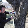 Student tapping maple tree