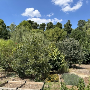 Kennesaw State University (KSU) Food Forest: A Living Learning Lab Advancing High Impact Pedagogy, while Promoting Sustainable Agriculture, Climate Resilience, Food Justice, and Food Security.