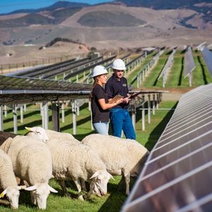 Sheep Grazing at the Cal Poly Gold Tree Solar site.