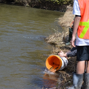 The Atlantic Salmon Restoration Program at Fleming College, Lindsay, Ontario