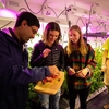 Harvesting tomatoes in the Growpod