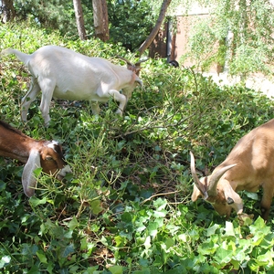 Goats Eating Ivy