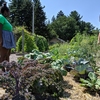 Naomi Haber ('20) and Liz Davis-Frost ('20) explore the Climate Change Garden at Cornell University, a permanent campus installation that demonstrates the impact of climate change on plant growth in New York state.