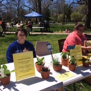 Dandelion Festival