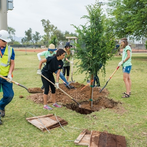 Arizona State University Urban Forestry and Carbon Offsets Pilot