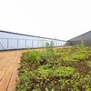 Minising Giizhigong (Island in the Sky) garden on roof deck of Humber College's BCTI Building