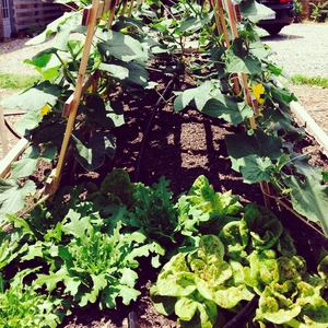 The Learning Garden at Virginia Commonwealth University