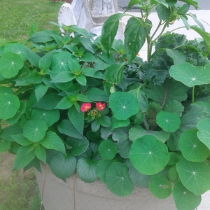 Free Food Planters at University of New Brunswick